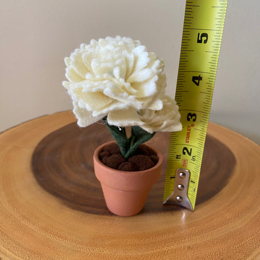 Carnation: January Birth Month Flower