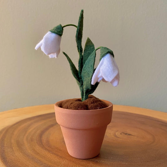 Snow Drop: January Birth Month Flower