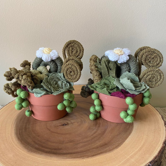 Felt Succulent in clay pot