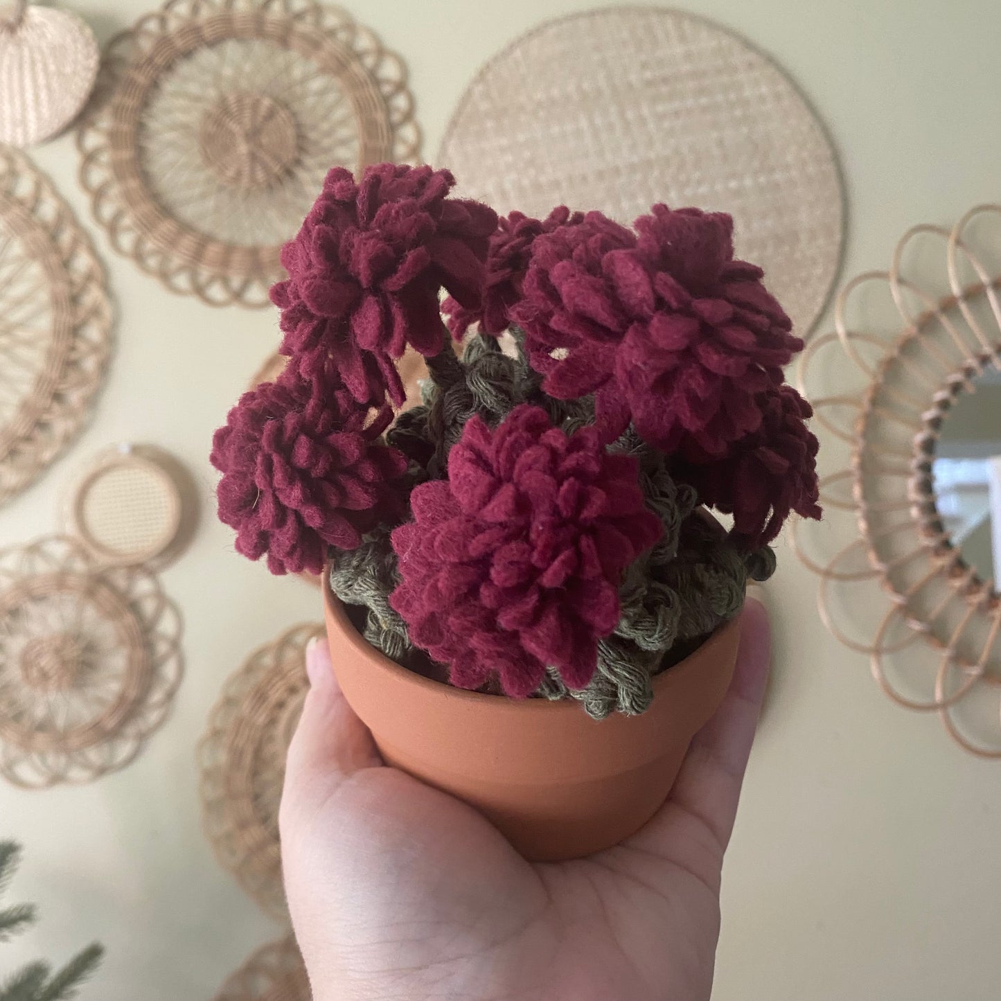 Sangria Chrysanthemum