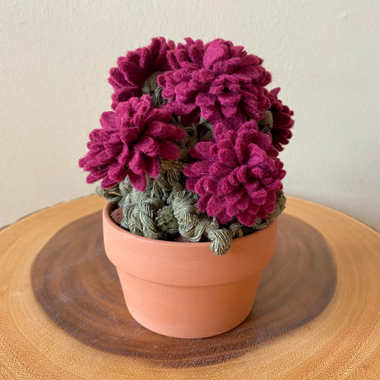 Sangria Chrysanthemum