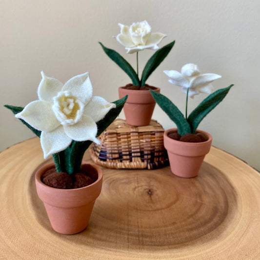 Narcissus: December Birth Month Flowers