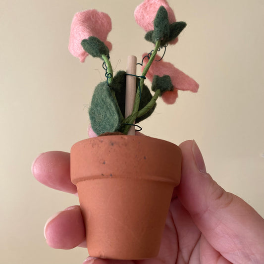 Sweet Pea (discontinued colour/pot irregularity)