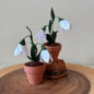 Snow Drop: January Birth Month Flower