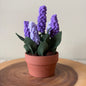 Handmade Felt & Fibre Grape Hyacinth in Terracotta Pot