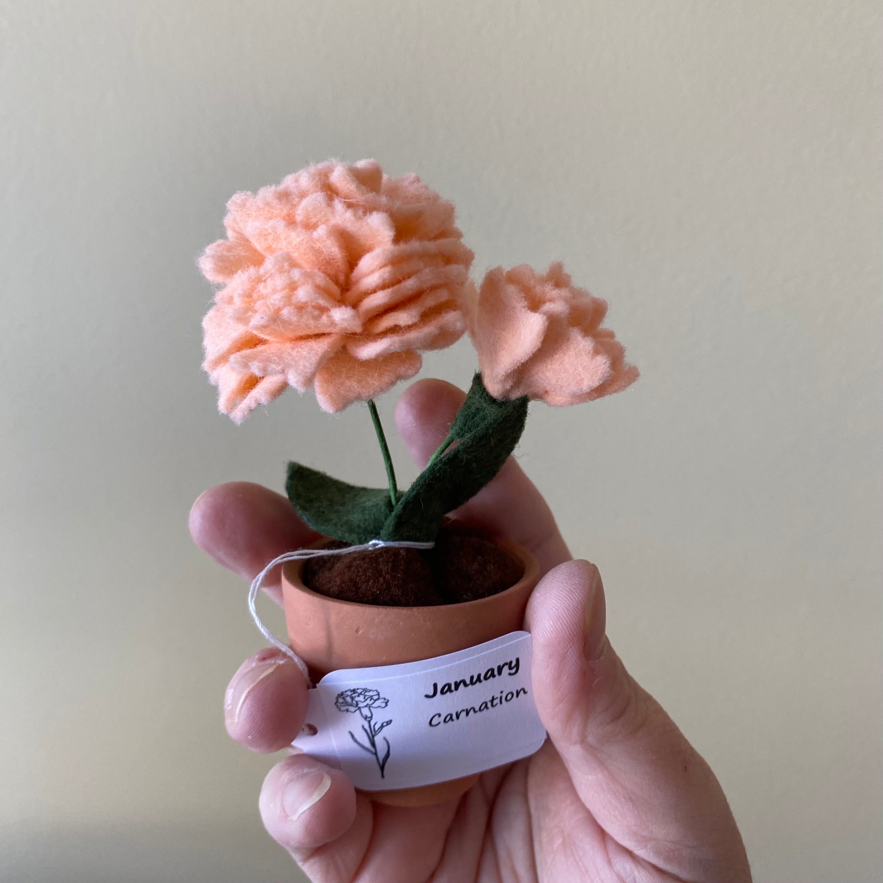 Carnation: January Birth Month Flower – ForgetBKnot