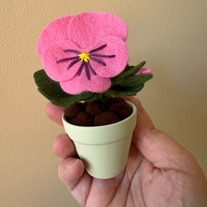 Pansy in Pastel Pot