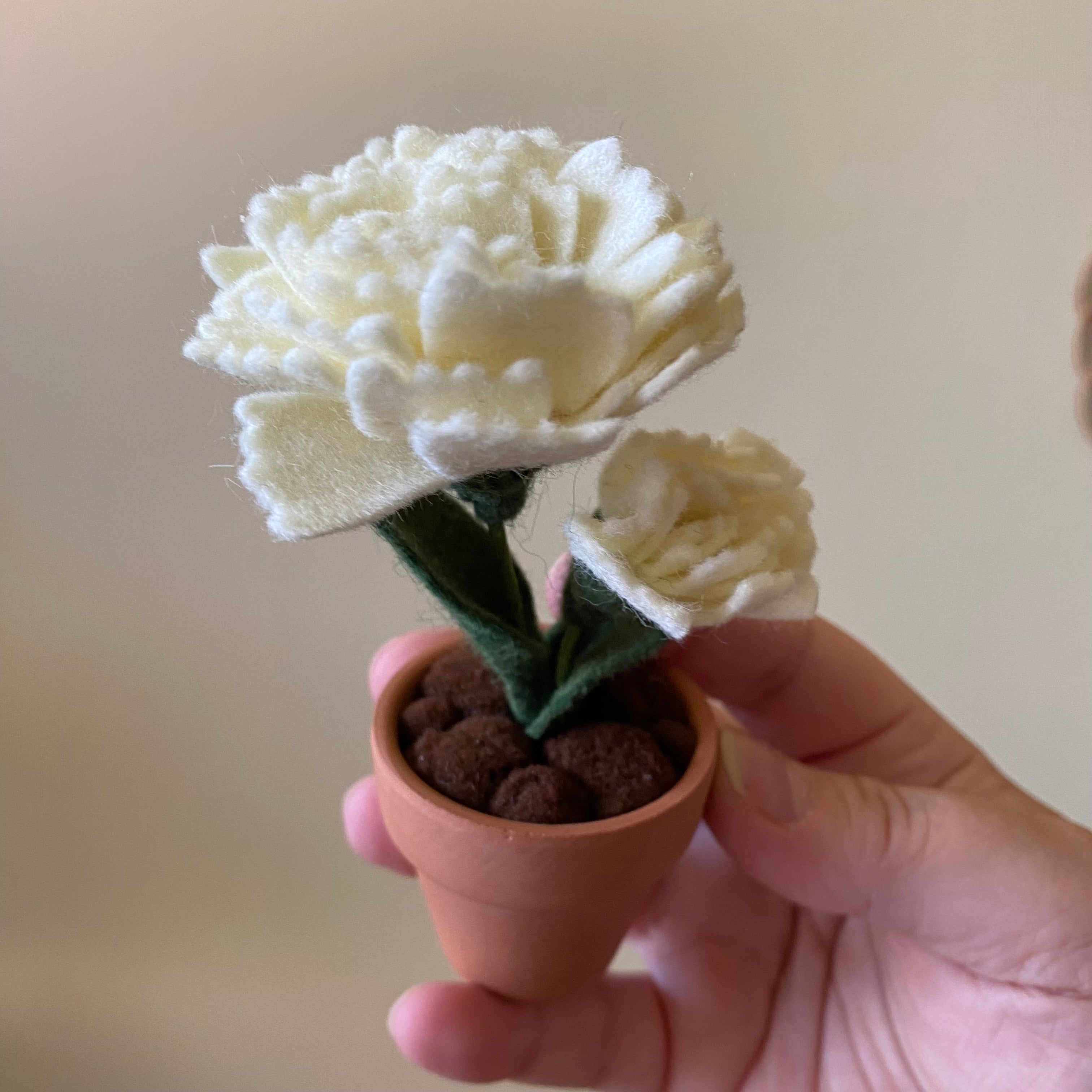 Carnation: January Birth Month Flower – ForgetBKnot