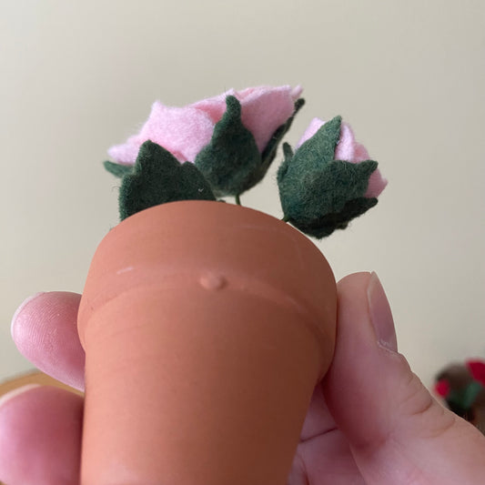 Rose (discontinued colour/pot irregularity)