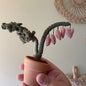 Bleeding Heart (older style)