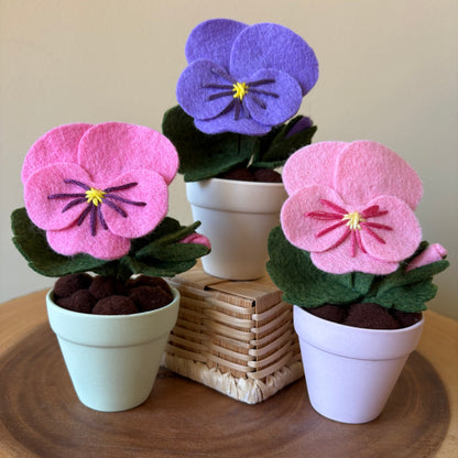 Pansy in Pastel Pot