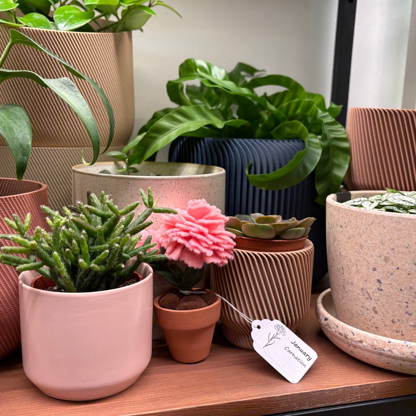 Carnation: January Birth Month Flower