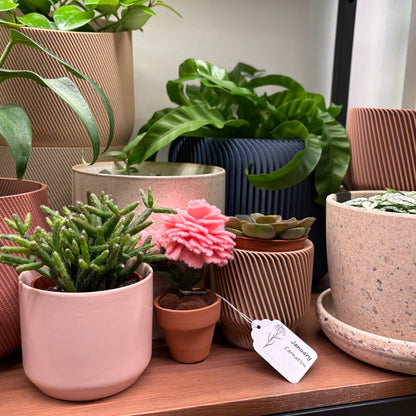 Carnation: January Birth Month Flower