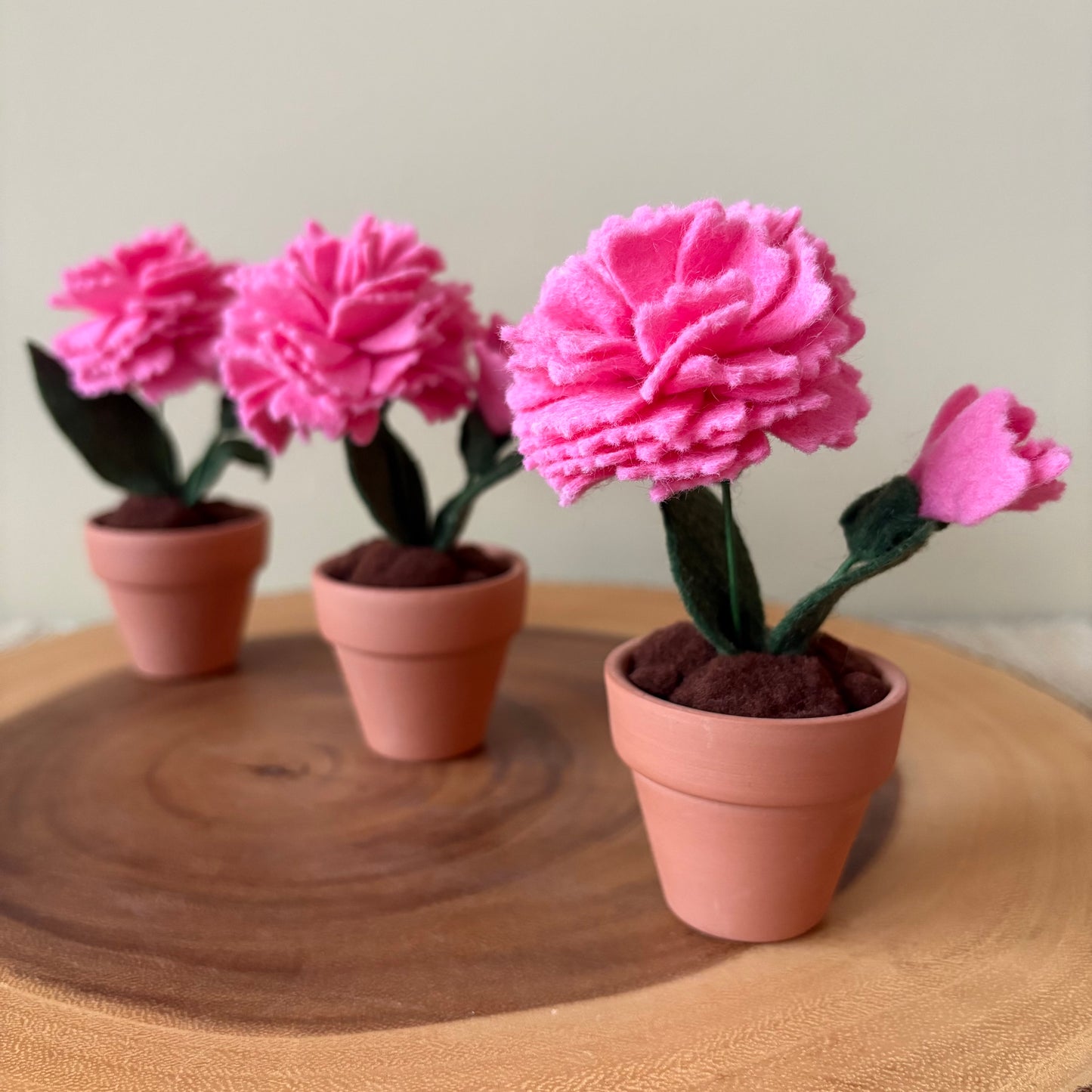 Carnation: January Birth Month Flower