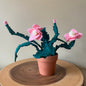 Christmas Cactus